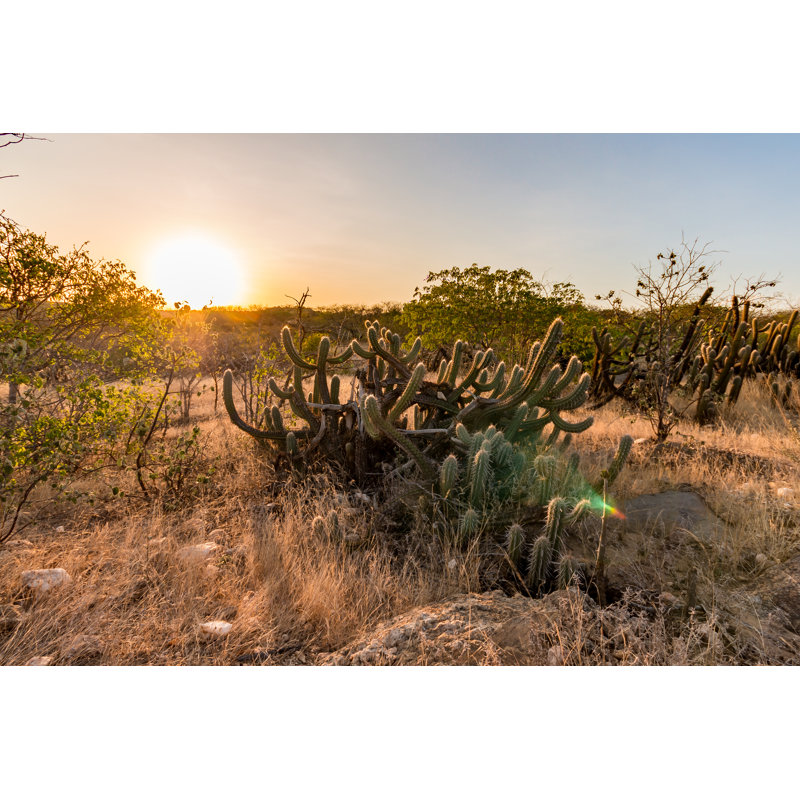Caatinga In Brazil. Cactus At Sunset by Klebercordeiro - Wrapped Canvas Print, 61cm H x 91cm W