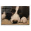 «Border Collie Love» par John Silver-614765563