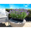 Outdoor UV-Rated Lavender in Rectangular Planter