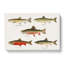 Selection Of Fishes From North America Fish by Sherman F. Denton - Wrapped Canvas Painting-55318742