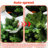 7FT Prelit Christmas Tree