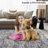 Machine Washable Area Rug Modern Non Slip Rugs for Living Room Bedrooms Foldable Rugs for Playroom Office Kitchen-209874124
