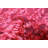 Tangier Pink Rug 5'3" x 7'9"