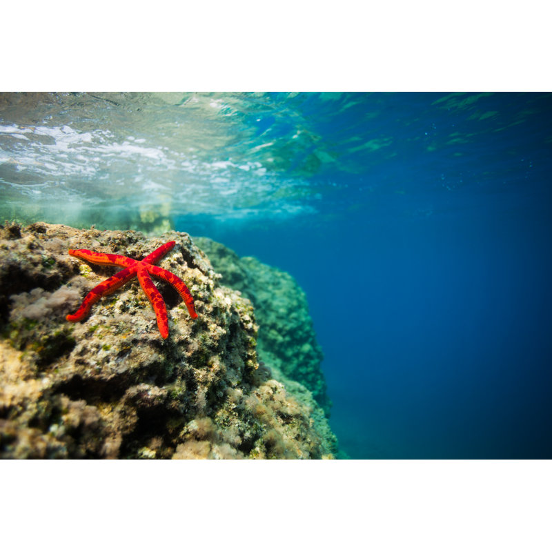 Beautiful Red Starfish by SerrNovik - Wrapped Canvas Print, 51cm H x 76cm W
