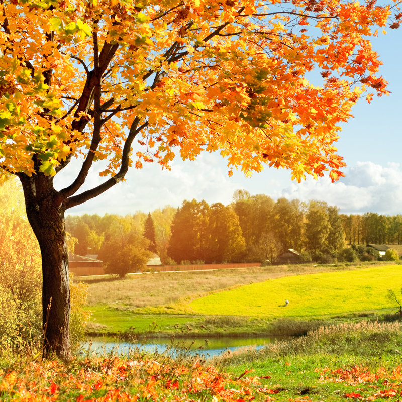 Autumn Park by ZaharovEvgeniy - Wrapped Canvas Print, 30cm H x 30cm W x 3.8cm D