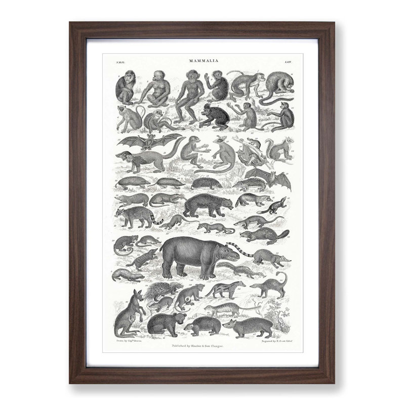 Study of Mammals LII by Oliver Goldsmith - Framed Print, Walnut Framed, 87cm H x 62cm W x 2cm D