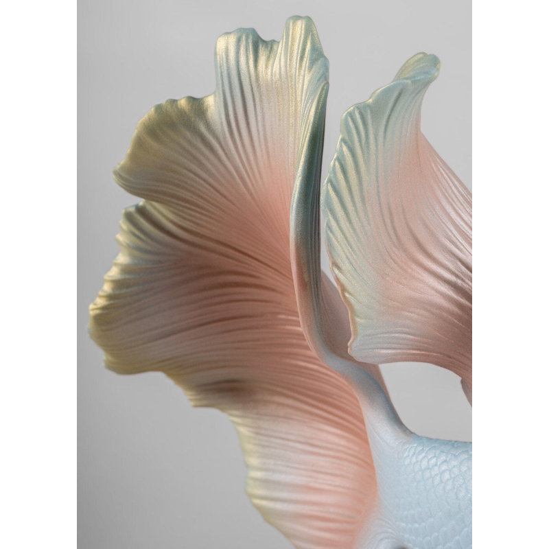 Betta Fish Right