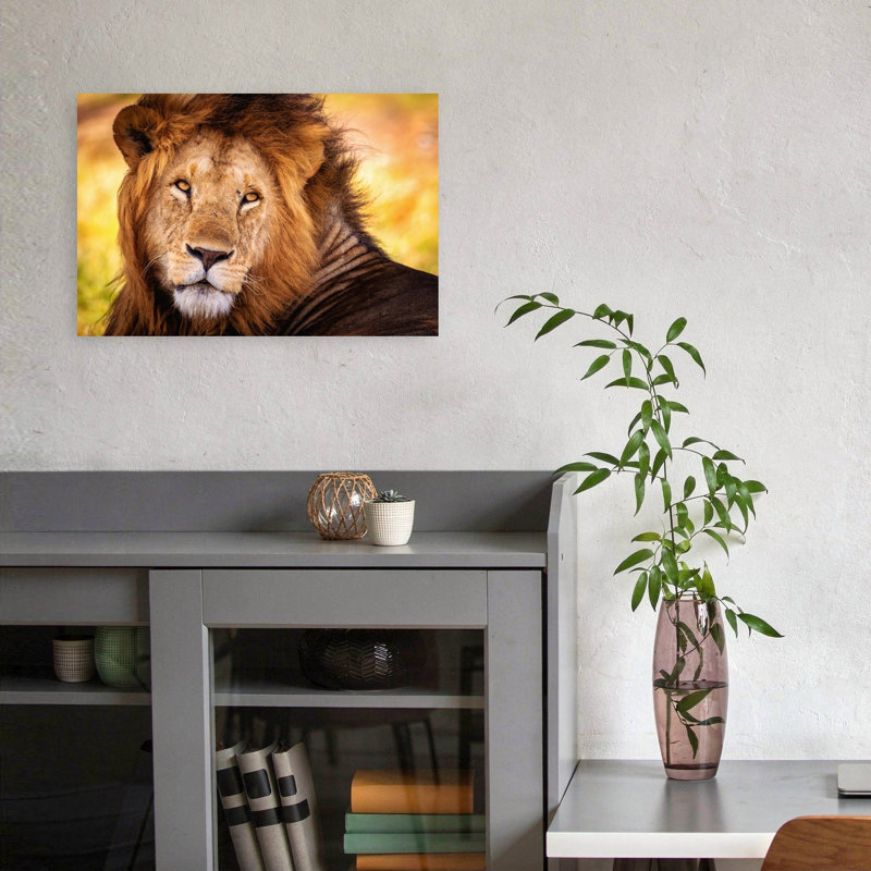 Majestic Lion Gaze Contemporary Wall Art Print, 30.48cm H x 45.72cm W