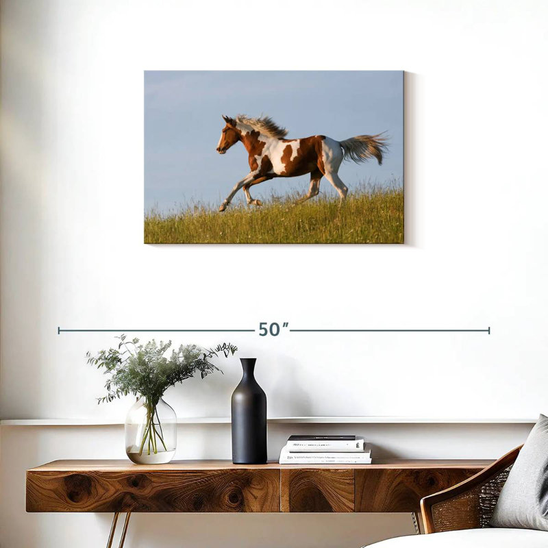 Brampt Free Appaloosa Horse