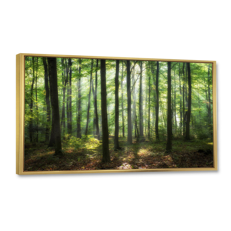 «Sunny Morning Magic Forest IV» - photographie sur toile, Cadre doré, H 12 po x l 20 po x P 1 po