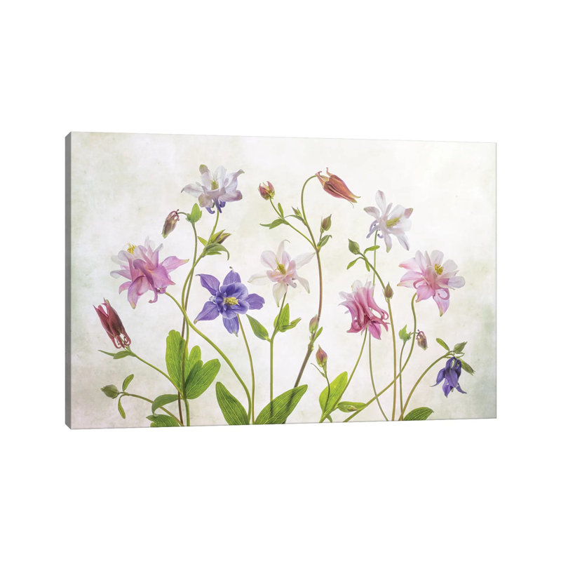 Columbine by Mandy Disher - Print on Canvas, Wrapped Canvas, 45.72cm H x 66.04cm W x 1.91cm D