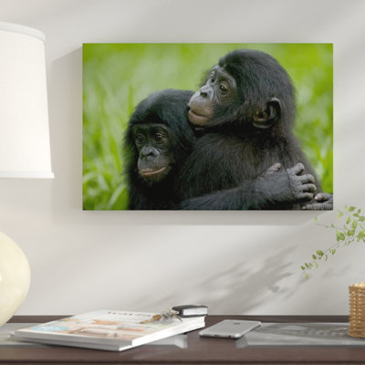 " Bonobo Pair Of Orphans Hugging, Sanctuary Lola Ya Bonobo, Democratic Republic Of The Congo "
