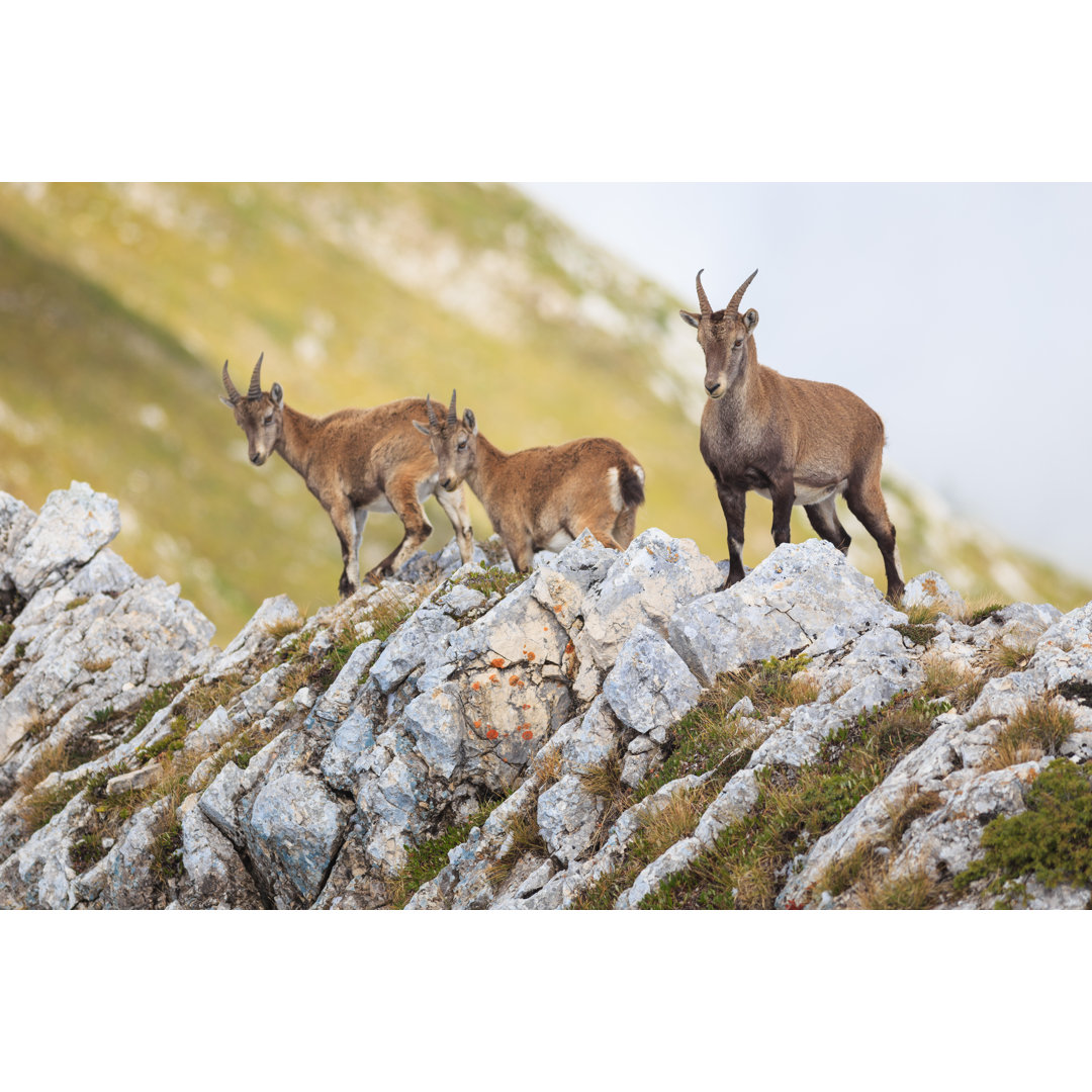 Steinbockfamilie in den Alpen