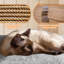 444.5cm H Cat Tree-216387082