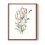 Reproduction encadrée «Dicat Botanical II» - bois massif-232355364-232355375