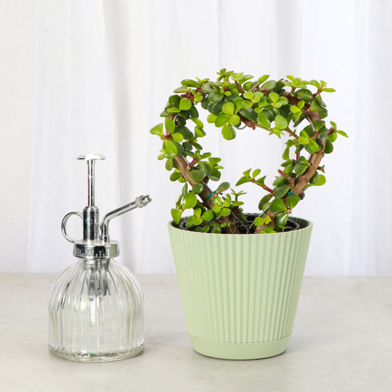 Thorsen's Greenhouse Live Heart-Shaped Jade Bonsai Plant, 4-inch Diameter, Sage