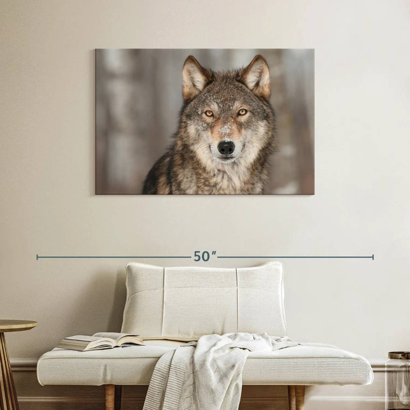 Loup gris Brampt, H 26 po x l 39 po