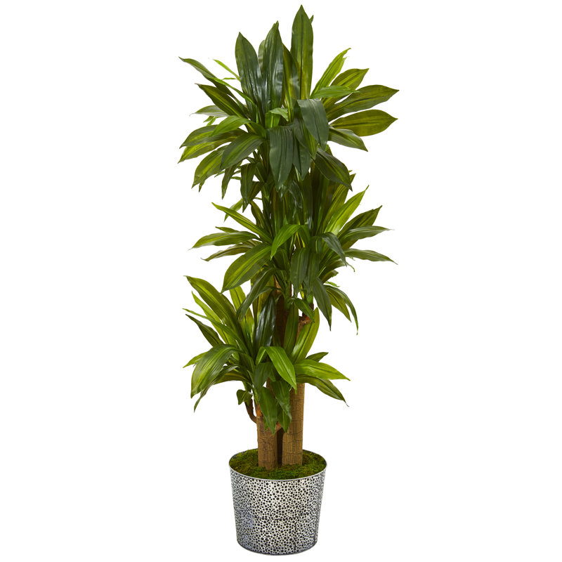 58 " H Faux Dracaena Plant
