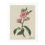 Cherry Blossom Print