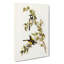 White Cheeked Honeyeater by Elizabeth Gould - Wrapped Canvas-55305267