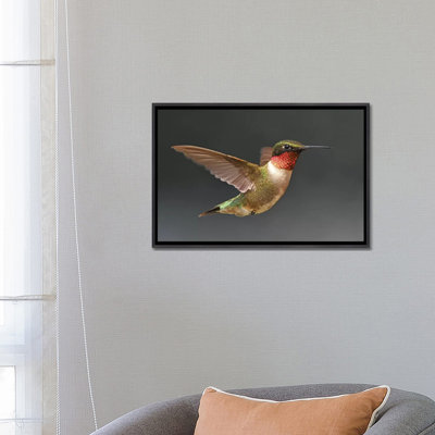 «Hummer in Flight» par Brian Wolf - reproduction de photo