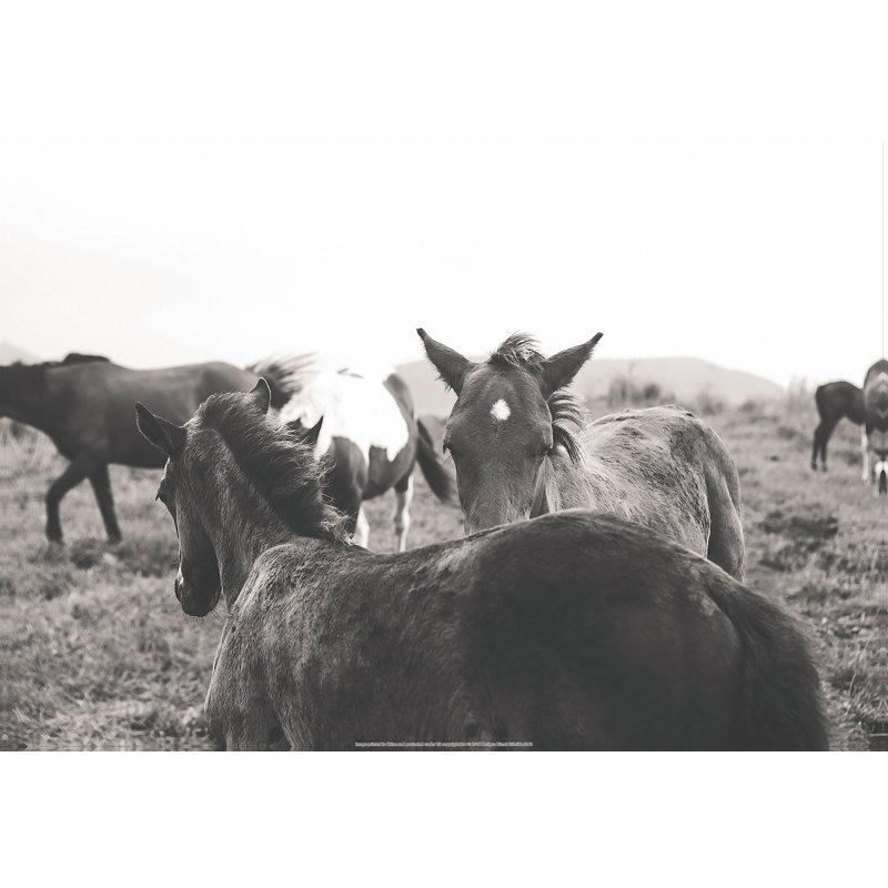 Horse Crew - Wrapped Canvas Art Prints, 30cm H x 46cm W