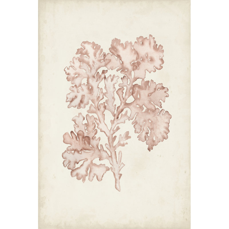 Seaweed Specimens VI - Wrapped Canvas Print, 46cm H x 30cm W
