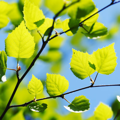 Green Leaves Background by IvanMikhaylov - Wrapped Canvas Print
