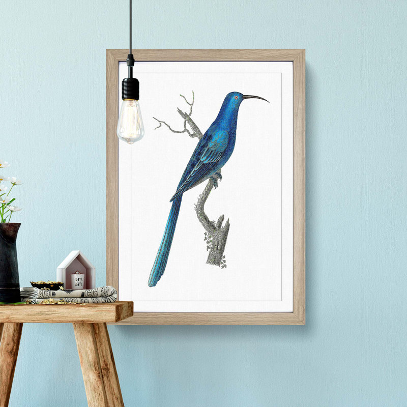 Blue Sugarbird by George Shaw - Framed Print, 60cm H x 40cm W x 2cm D, Oak