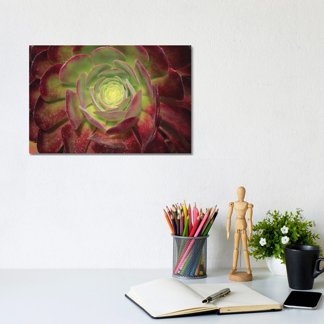 Succulent Named Prairie Sunset Or Houseleeks by Mallorie Ostrowitz - Wrapped Canvas Print