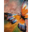 Papillon abstrait | Acrylique sur toile | Akshita Makhja