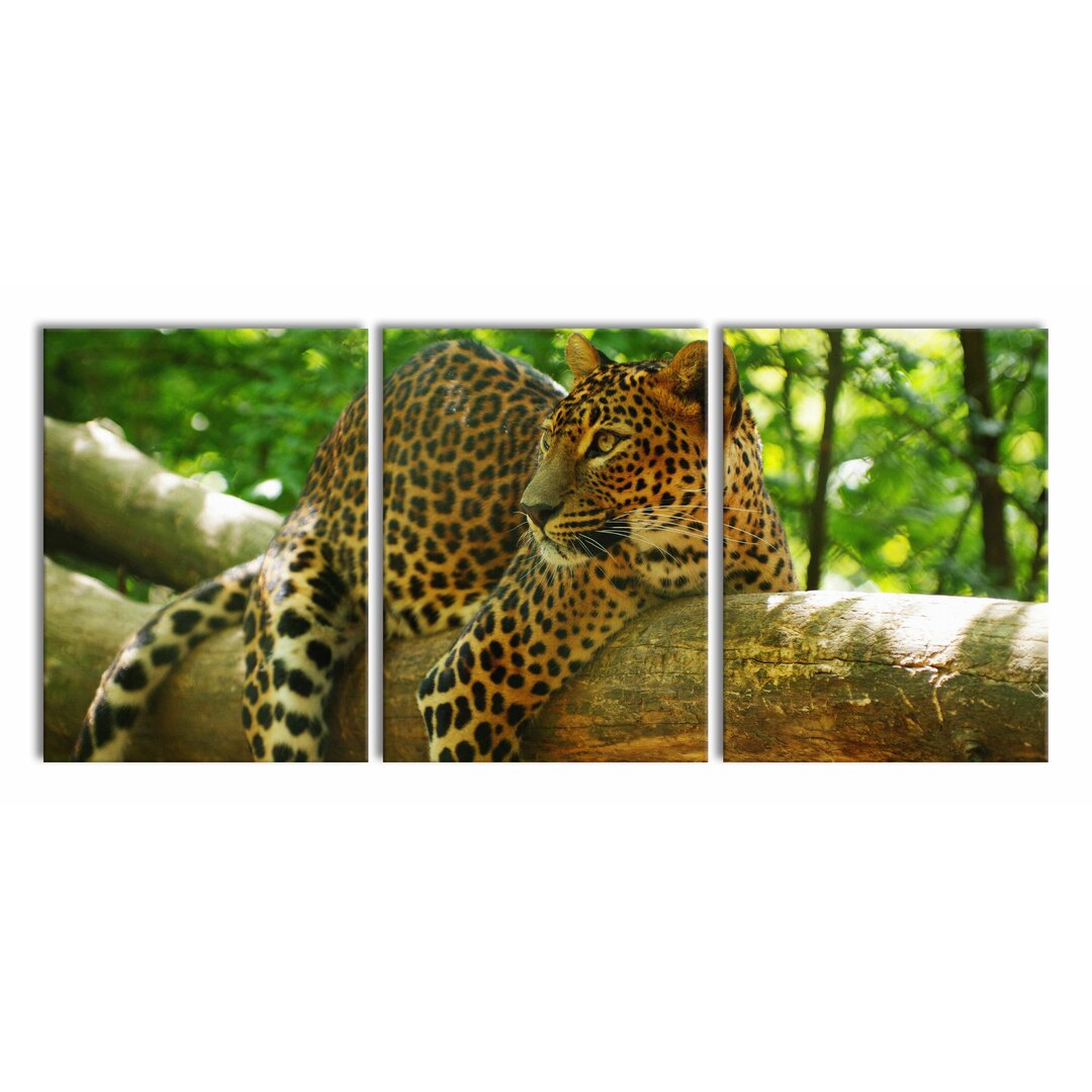 3-tlg. Leinwandbilder-Set Leopard on a Branch