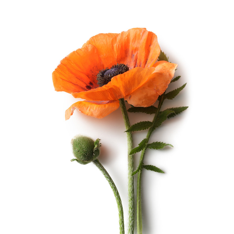 Poppy, 46cm H x 30cm W