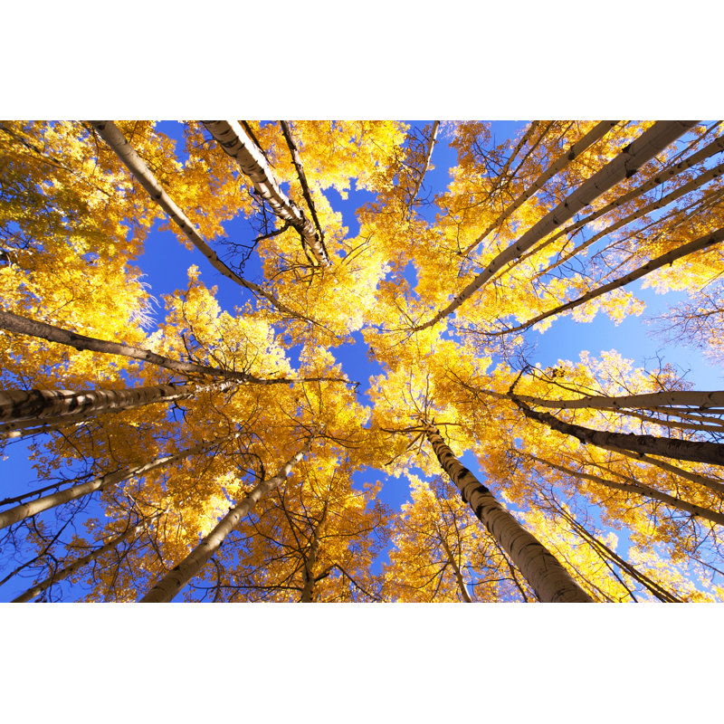 Aspen Trees - Wrapped Canvas Print, 81cm H x 122cm W x 3.8cm D