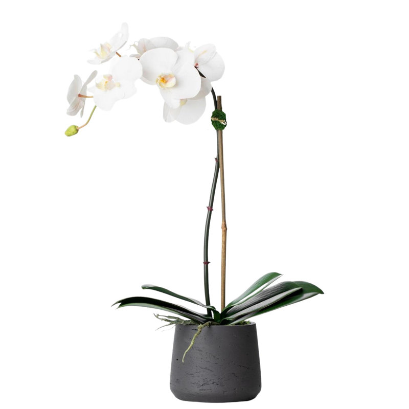 21" White Phalaenopsis Orchid in Black Fiberclay Pot