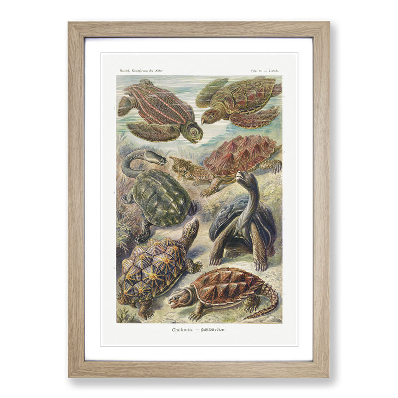 Turtles by Ernst Haeckel - Picture Frame Painting, Oak, 65cm H x 48cm W x 2cm D