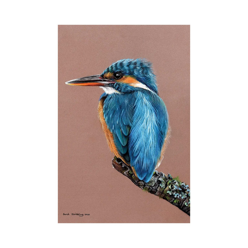 Kingfisher Pastel Drawing by Sarah Stribbling - Wrapped Canvas Gallery-Wrapped Canvas Giclée