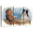 Cat Poker-387033869