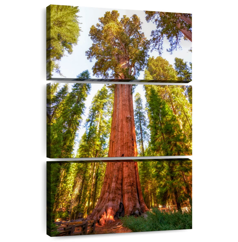 Harnek Redwood Tree Grove, 45" H x 28" W