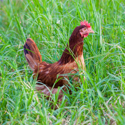«Brown Chicken» par Lkunl - photographie sur toile tendue