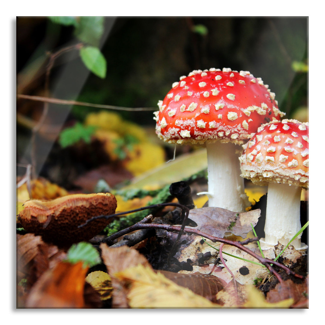 Glasbild Pilz im Wald