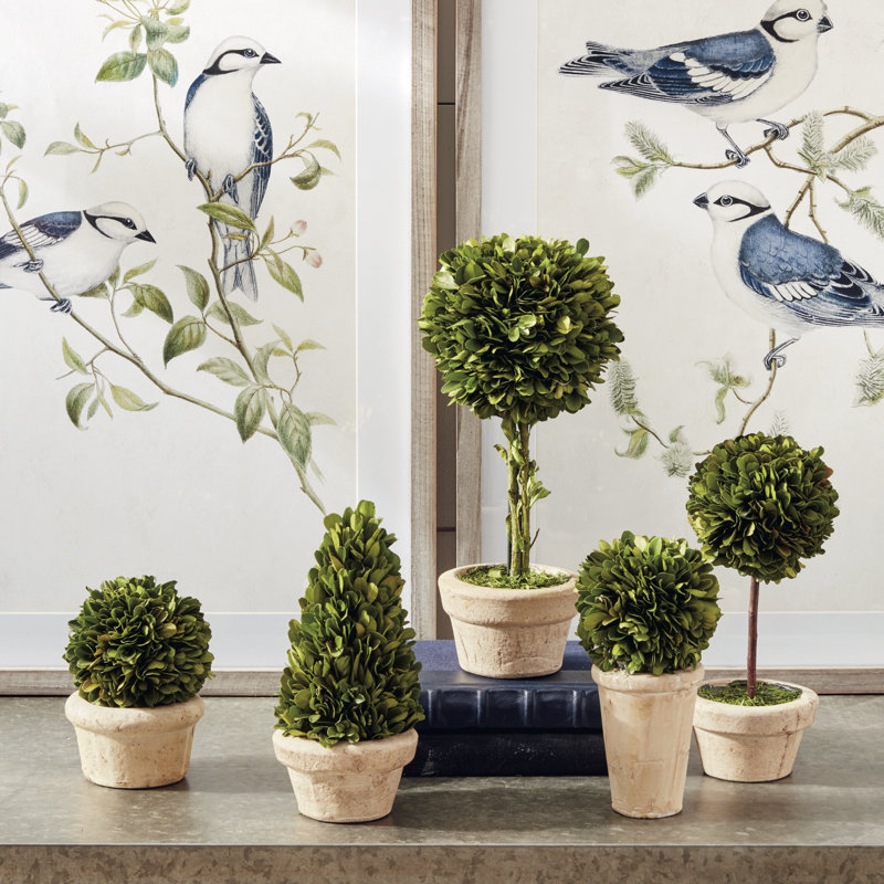Preserved Boxwood 5 Piece Topiary Set