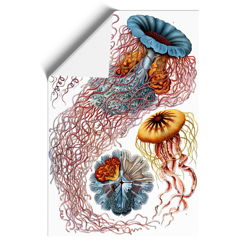 Jellyfish by Ernst Haeckel - Frameless Print, 30cm H x 21cm W x 0.1cm D