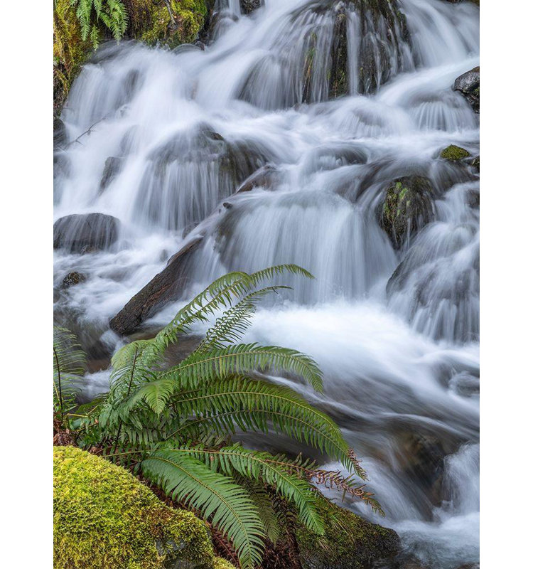Art sur toile Jaynes Gallery: Washington State, fougère de l'épée de la forêt nationale olympique et ruisseau en cascade