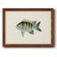 "Tropical Fish Collection VI", reproduction d'art sur toile-96280036-96280035