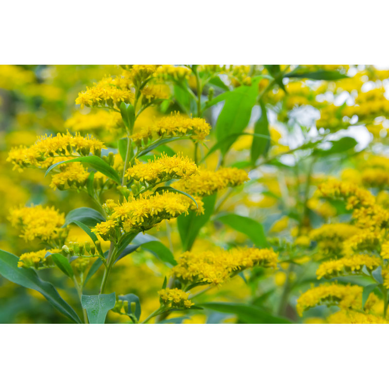 Solidago Goldenrot by AnnekeDeBlok - Wrapped Canvas Print, 51cm H x 76cm W x 3.8cm D