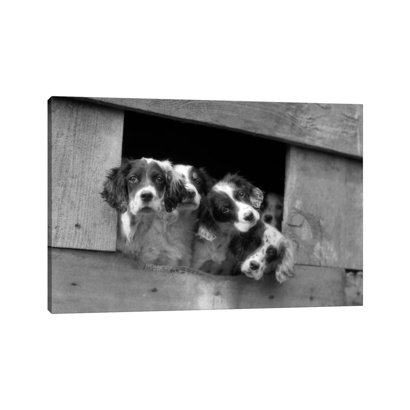 1920s-1930s Group Of English Setter Pups With Heads Sticking by Vintage Images - Wrapped Canvas Print