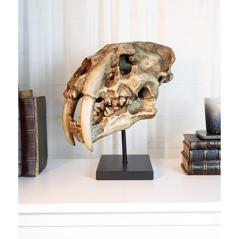 Figurine de crâne de fossile de félin tigré Sabertooth