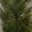 48'' Faux Cedar Topiary in Pot Liner