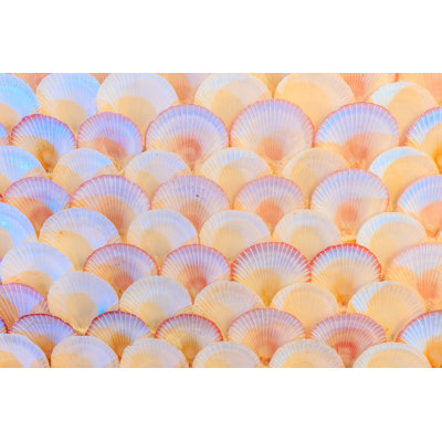 Sea Shells Background by AvigatorPhotographer - Wrapped Canvas Print